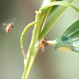 Borneo Acacia Active Honey-120g