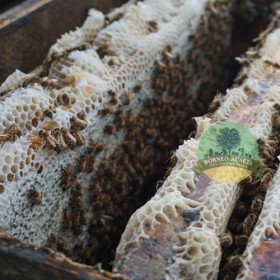 Borneo Acacia Active Honey-120g