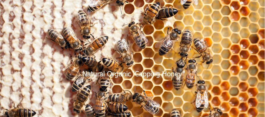 borneo's natural honey