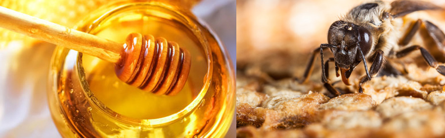 borneo's natural honey